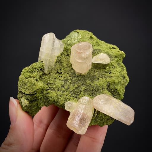 specimen video