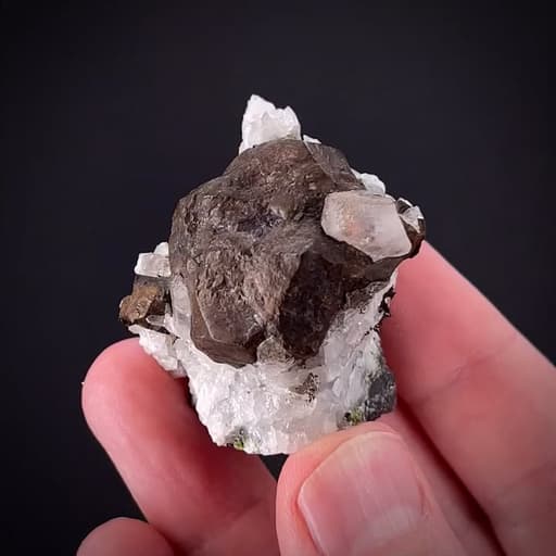 specimen video