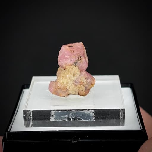 specimen video