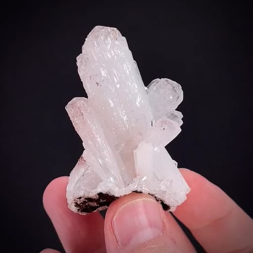 specimen video