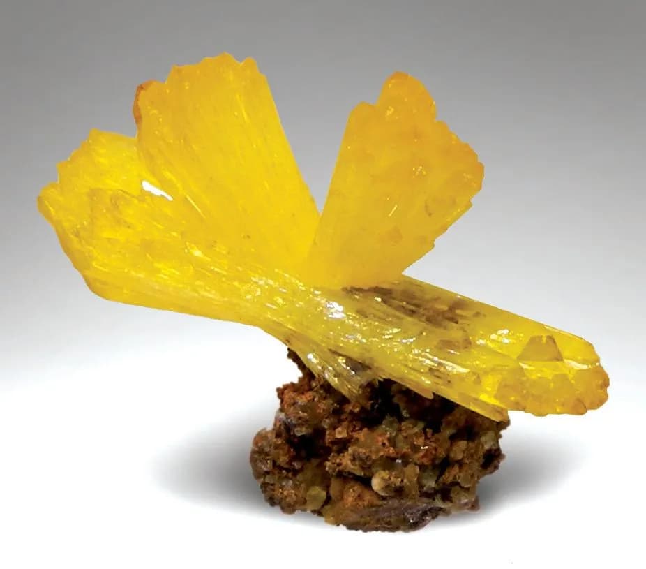 Rare Species, Ojuela Mine And Sunny Yellows From Mexico | EarthWonders Newsletter #6